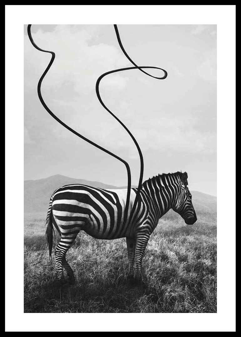 Cebra abstracta en blanco y negro con rayas extendidas contra el prado-12
