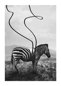 Cebra abstracta en blanco y negro con rayas extendidas contra el prado-1