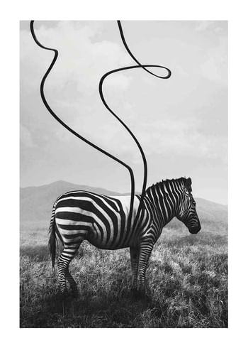 Poster Abstract Zebra
