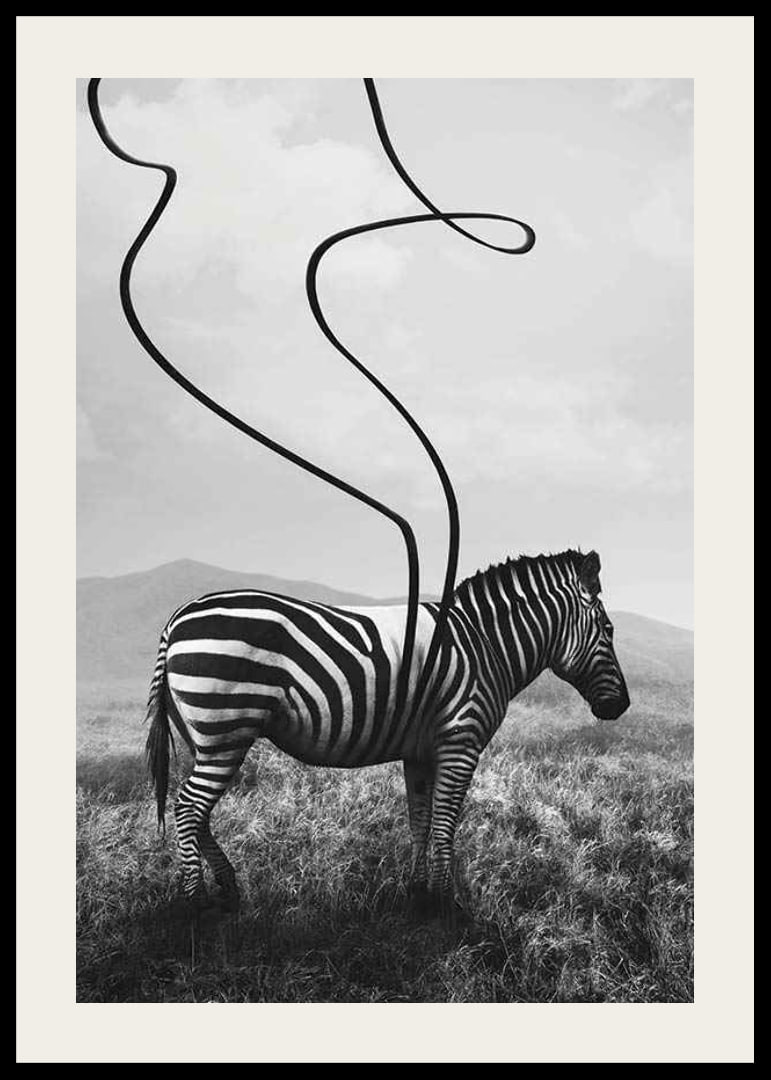 Cebra abstracta en blanco y negro con rayas extendidas contra el prado-12