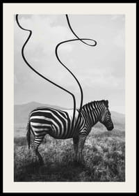 Zebra astratta in bianco e nero con strisce estese sullo sfondo del prato-2