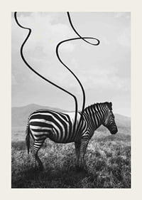 Cebra abstracta en blanco y negro con rayas extendidas contra el prado-3