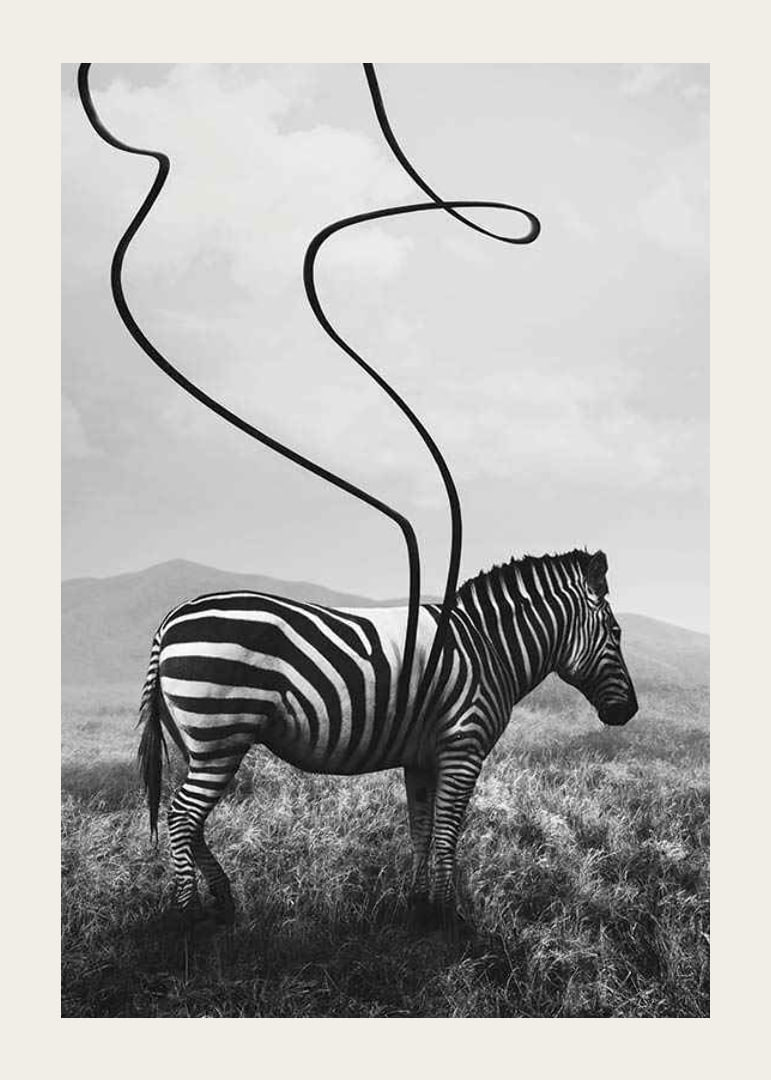 Cebra abstracta en blanco y negro con rayas extendidas contra el prado-12