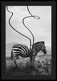 Cebra abstracta en blanco y negro con rayas extendidas contra el prado-4