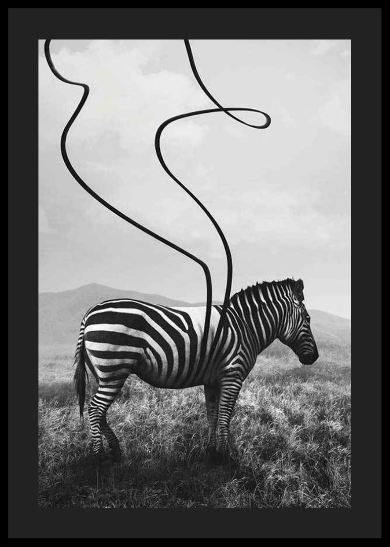 Cebra abstracta en blanco y negro con rayas extendidas contra el prado-12