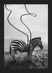 Cebra abstracta en blanco y negro con rayas extendidas contra el prado-5