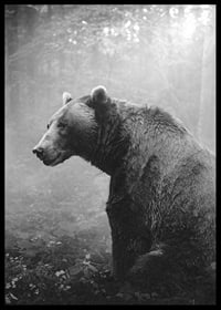 Black and white grizzly bear in profile against foggy forest background-6