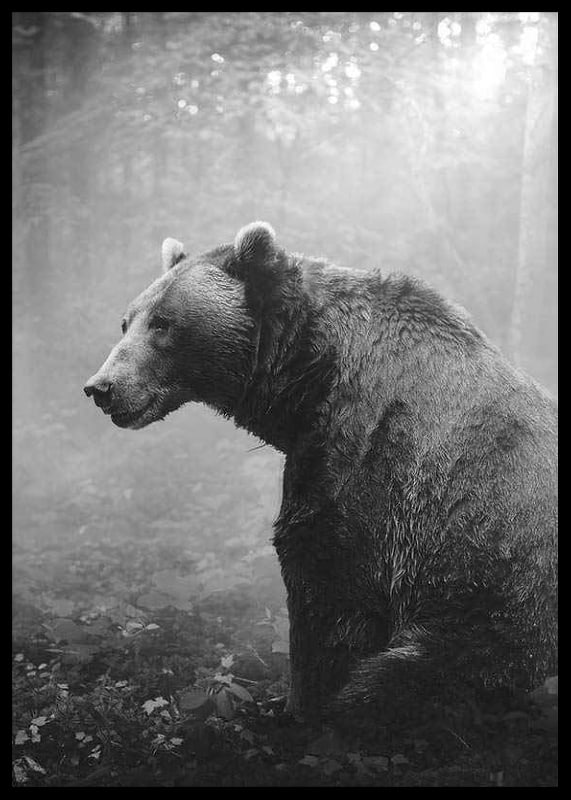 Black and white grizzly bear in profile against foggy forest background-12
