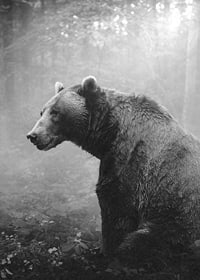 Black and white grizzly bear in profile against foggy forest background-7