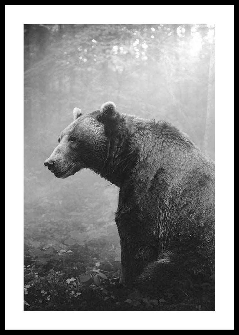 Black and white grizzly bear in profile against foggy forest background-12