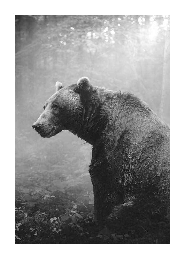 Black and white grizzly bear in profile against foggy forest background-12