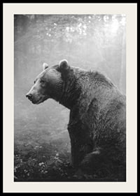 Black and white grizzly bear in profile against foggy forest background-2