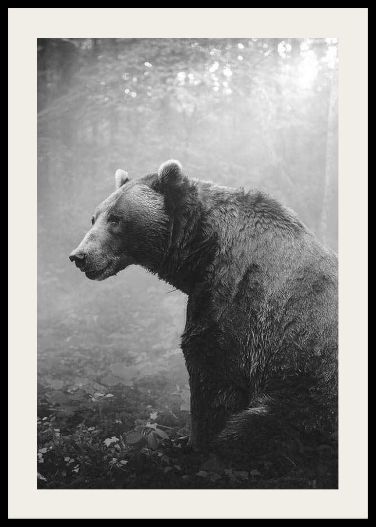 Black and white grizzly bear in profile against foggy forest background-12