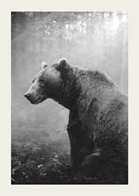 Black and white grizzly bear in profile against foggy forest background-3