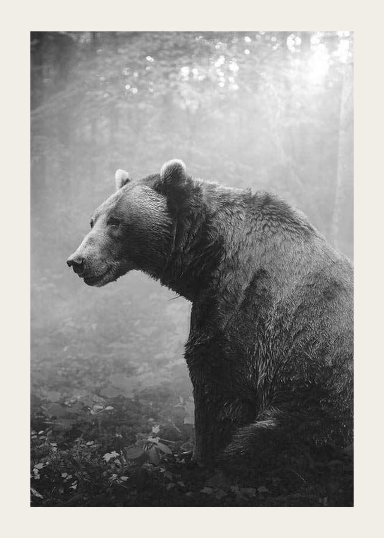 Black and white grizzly bear in profile against foggy forest background-12