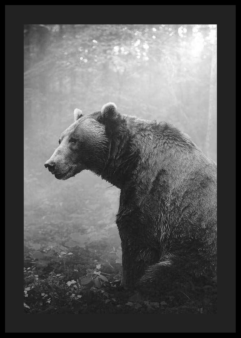 Black and white grizzly bear in profile against foggy forest background-12