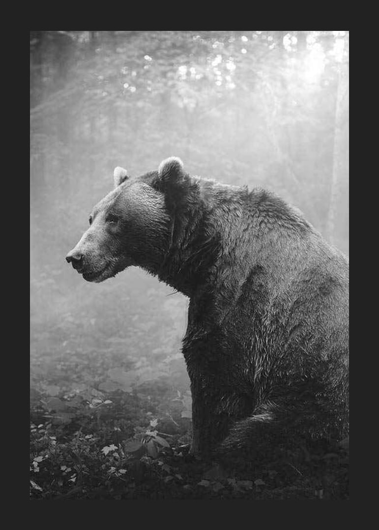 Black and white grizzly bear in profile against foggy forest background-12