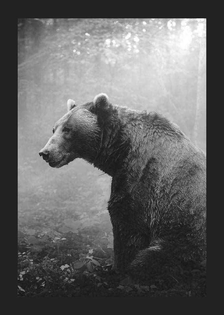 Fekete-fehér grizzly medve profilban ködös erdő háttér előtt-12