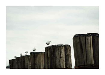 Affiche Seagulls Harbor