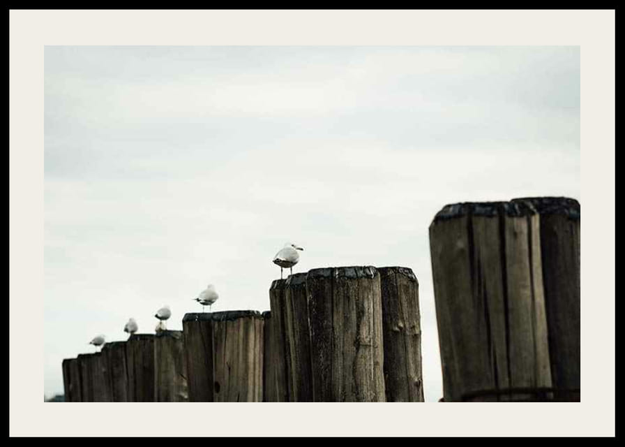 Photographie de mouettes sur des échasses en bois dans un port sous un ciel nuageux-12