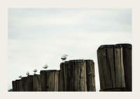 Photographie de mouettes sur des échasses en bois dans un port sous un ciel nuageux-3