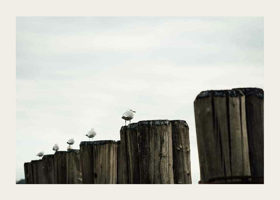 Photographie de mouettes sur des échasses en bois dans un port sous un ciel nuageux-12