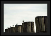 Photographie de mouettes sur des échasses en bois dans un port sous un ciel nuageux-4