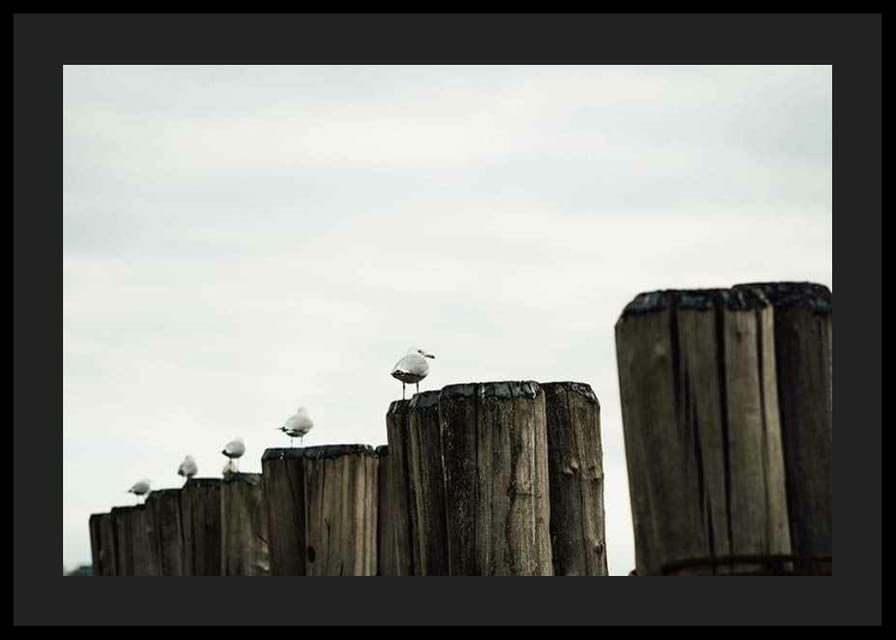 Photographie de mouettes sur des échasses en bois dans un port sous un ciel nuageux-12