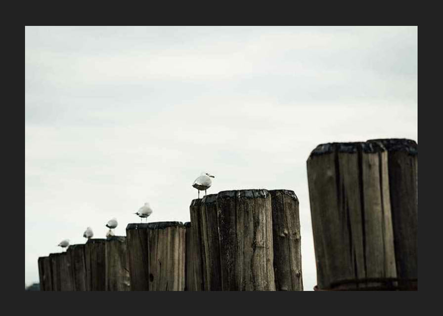 Photographie de mouettes sur des échasses en bois dans un port sous un ciel nuageux-12