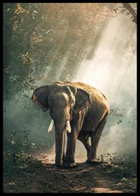 Photographic elephant in forest clearing with sunlight rays-6