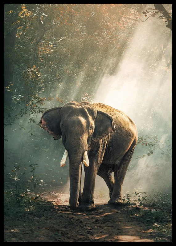 Photographic elephant in forest clearing with sunlight rays-12