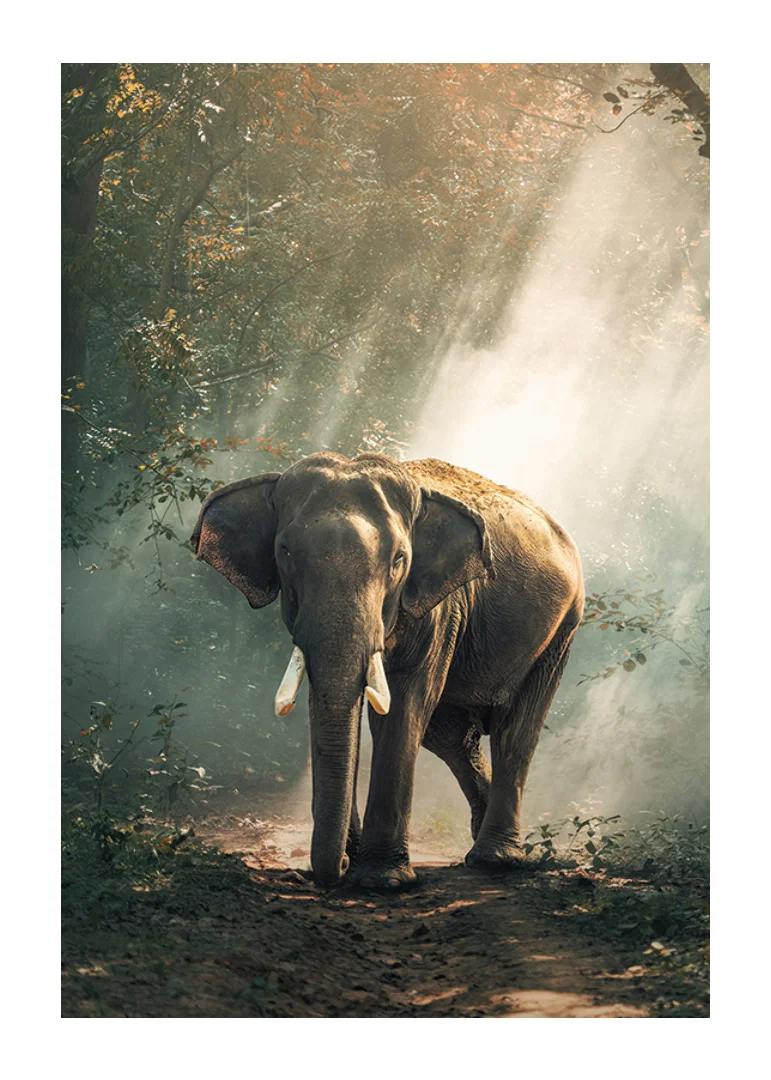 Photographic elephant in forest clearing with sunlight rays-12
