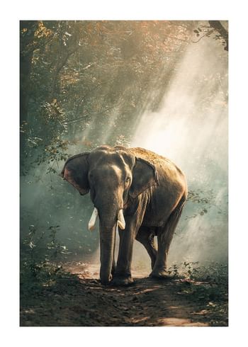 Affiche Forest Elephant
