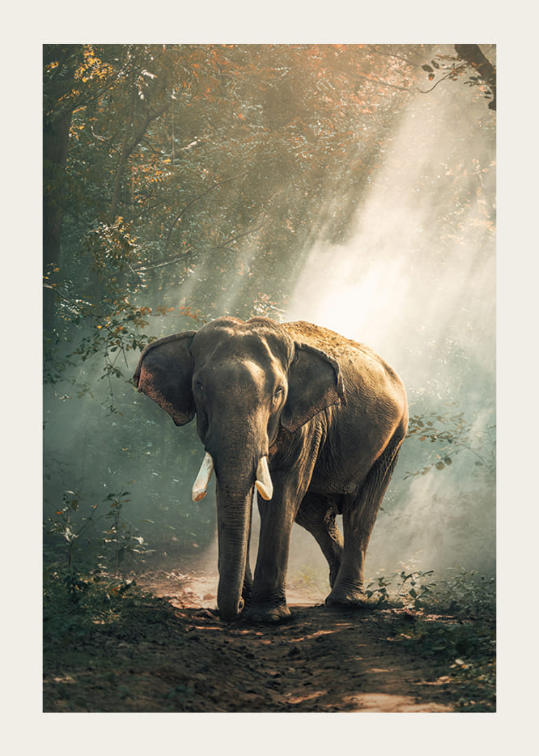 Fotografisk elefant i skoglysning med sollysstråler-12