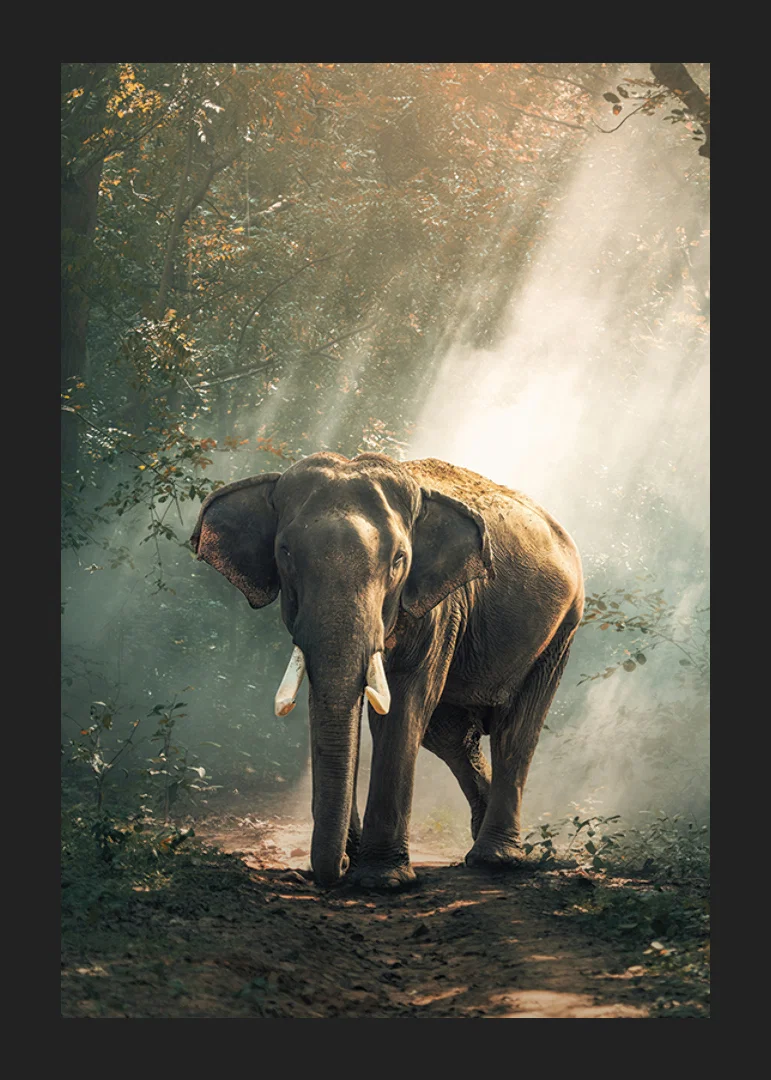 Photographic elephant in forest clearing with sunlight rays-12