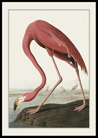 Illustrated Pink Flamingo by the Water, John James Audubon-0