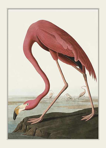Plakat Flamingo 1827