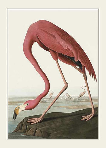 Affiche Flamingo 1827