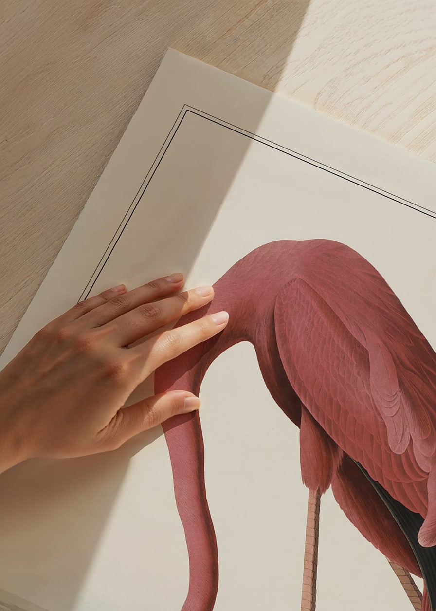 Illustrated Pink Flamingo by the Water, John James Audubon-12