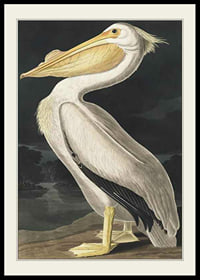 Detailed illustration of pelican in profile against dark background-0