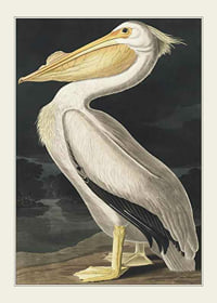 Detailed illustration of pelican in profile against dark background-1