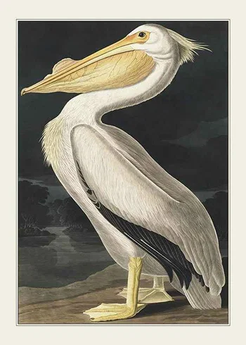 Poster Pelican 1827