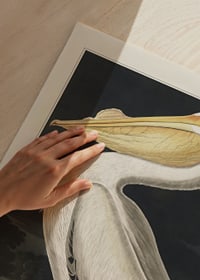 Detailed illustration of pelican in profile against dark background-3