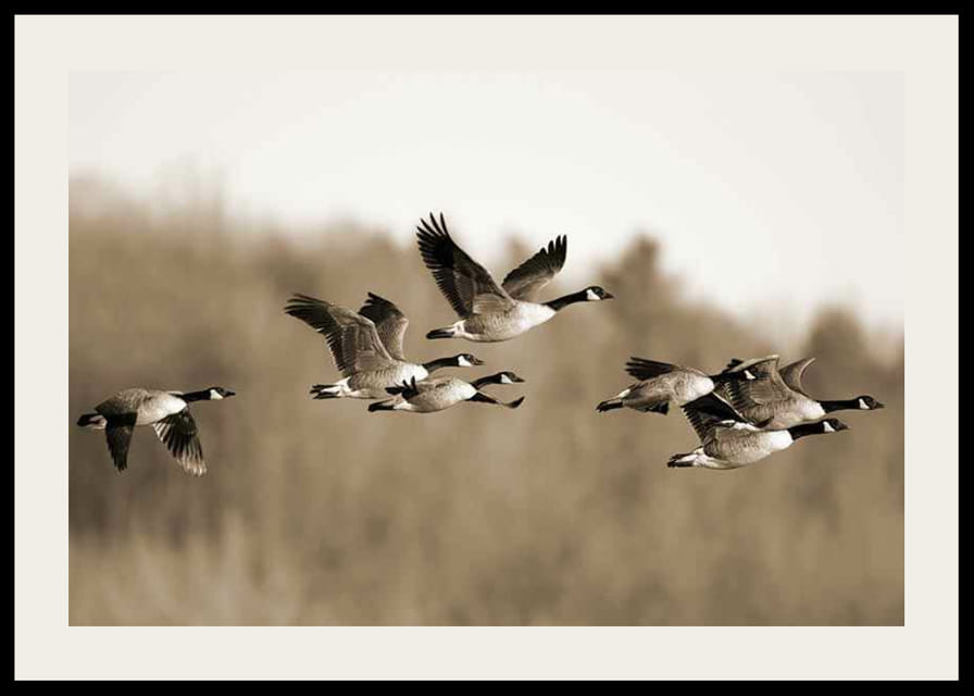 Zdjęcie kanadyjskich gęsi lecących w formacji nad przyrodą-12