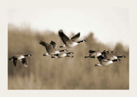 Zdjęcie kanadyjskich gęsi lecących w formacji nad przyrodą-3