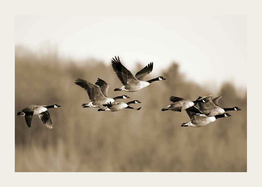 Zdjęcie kanadyjskich gęsi lecących w formacji nad przyrodą-12