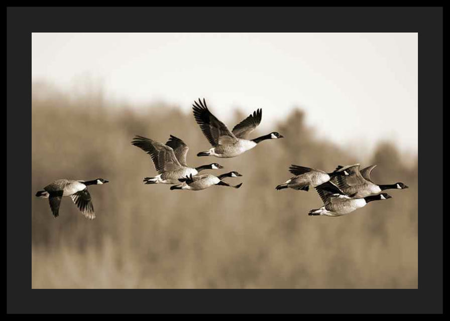 Zdjęcie kanadyjskich gęsi lecących w formacji nad przyrodą-12
