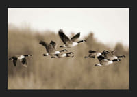 Zdjęcie kanadyjskich gęsi lecących w formacji nad przyrodą-5