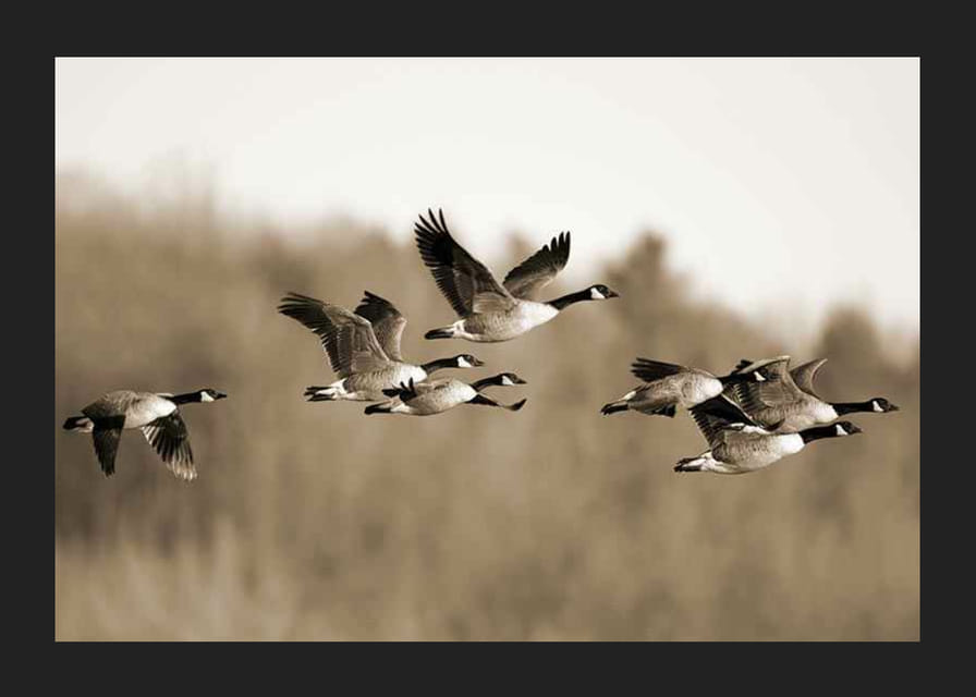 Zdjęcie kanadyjskich gęsi lecących w formacji nad przyrodą-12