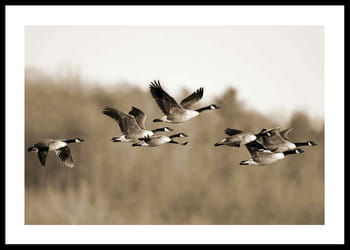 Plakat Canada Geese